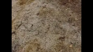 BEACHSLAP