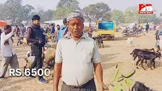 Biggest Bakra Mandi Barwa Dhanbad Jharkhand  | सबसे बड़ी बकरा मंडी बरवा धनबाद झारखंड #goatmarket