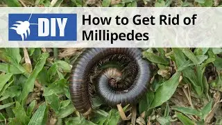 How to Get Rid of Millipedes | DoMyOwn com