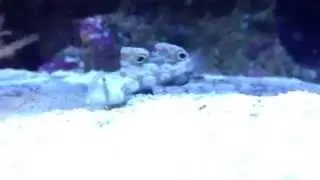 Twin spot goby
