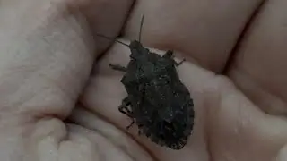 Holding a Stink Bug
