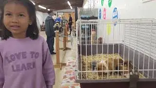 Farm animals in America/ សត្វចិញ្ចឹមកសិដ្ឋាននៅអាមេរិក