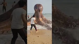 Samundar Ka Rahasya: Octopus Ki Zameen Par Entry #viral #shortvideo #trending