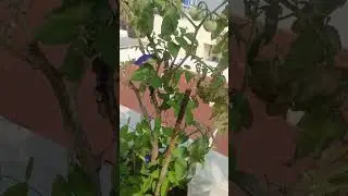 மாடியில் காய் கனிகள்   coco