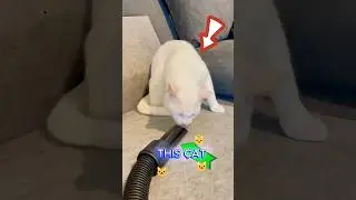 Cat vs Vacuum 😱 | PANIC Mode Activated! 🐾 #shorts #cat #cute