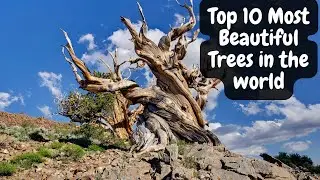 Top 10 Most Beautiful Trees in The World