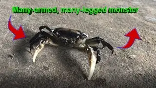 What kind of animal is this and why are there so many of them? Please help me tell me, guys.