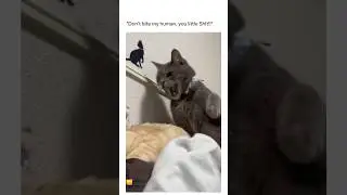 STOP! #funny #cat #videos 😺 | FUNN CAT VIDEO 2024 😂