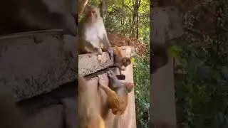 baby monkey fell from high tree | monkey fall down from tree
