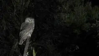 morepork