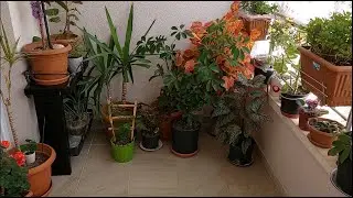 Mini~Balkon||Bahçem 💐
