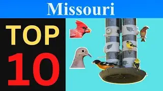 Top 10 Feeder Birds of Missouri [Brief]