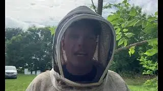 How Bees Stay Cool  Lessons from the Hive