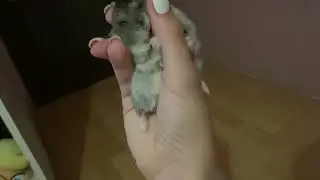 16 seconds of hamster licking hand