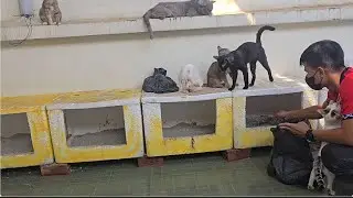 When Humans Silently Bring Love to Stray Cats