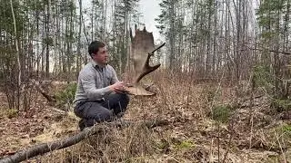 | Adventures In The Wild | Moose Shed Hunting In New Brunswick 2021 (BULL SHEDS ANTLER ON VIDEO!!)