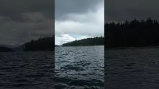 #humpbackwhale #nature #alaska clover pass