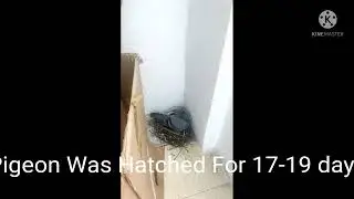 Miracle @ My Balcony (Pigeon's Hatching Live) 💐💐👫🕺💃