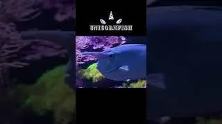 Short-nosed Unicornfish 🐟 Naso Unicornis