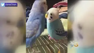 Bird Gets Excited After Receiving Look-Alike Stuffed Toy
