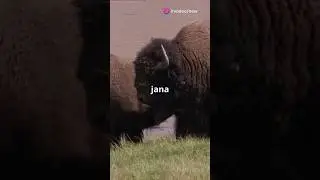 Abnormal behaviour of Bison #shorts #youtubeshorts #shortsfeed #ytshort #viralvideo #viralreels