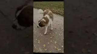 H&ouml;r mal, ich glaub ich rieche was #christophsabenteuer #dogsofyoutube #dogs #dogshorts #kumpel