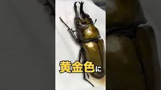 オウゴンオニクワガタにお湯をかける