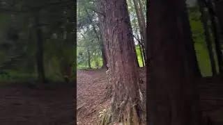 Pilgrimage Day:ForestTherapy #like #subscribe #art #explore #travel #nature #life #therapy 💟