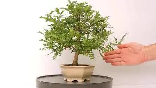 V&iacute;deo 360&ordm; Bonsai Zanthoxylum Piperitum. Pimentero Japon&eacute;s. ZXP15