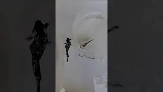 L&oacute;t ổ đẻ cho c&aacute; Betta!!! #Short