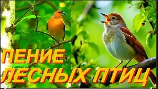 Пение Дрозда и Хора Лесных Птиц Улучшит Ваше Здоровье, Снимет Стресс и Подарит Отличное Настроение