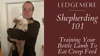 How To Train Your Bottle Lamb To Eat Grain