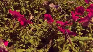 Apple - Leslie Graves and Toby Goodshank - Official Video