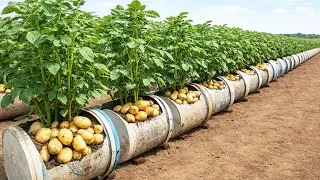 Secret to Growing Potatoes in Containers With High Yields