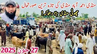 Today Visit To Mandi Ahmedabad Market || Cattle New Mandi | Friday Bachra Mandi