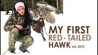 Falconry | My First Red Tailed Hawk (2015 throwback)