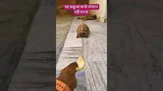 यह कछुआ कभी परेशान नहीं करता #kachhua #funny #turtlewatching #turtle #turtlecare