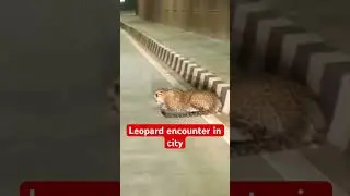 Dangerous leopard encounter in the city #shorts #short #youtubeshorts #shortvideo #ytshorts #yt