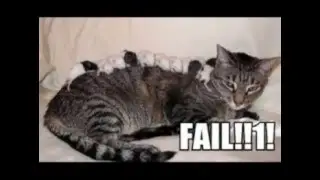 Best of LOLCAT II