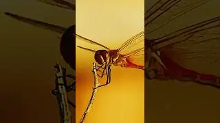 Wonder in 3 2 1 #discovery #nature #dragonfly #panasonic #natgeo #wonderoftheworld @NatGeo