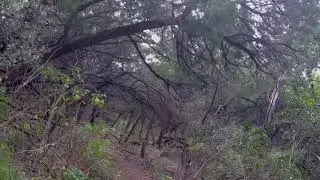 Jester Trail
