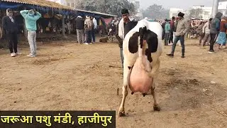 इस मंडी में मिलेगी आपको 20 लीटर दूध वाली गाय #jaruapashumandi #cowmarket