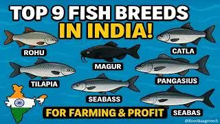 Top 9 Profitable Fish Breeds in India 🐟 | Best Fish for Farming | Boovika Agro Tech | Fish Farming