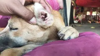 &ldquo;Simple & Caring Dog Grooming for Better Comfort&rdquo;