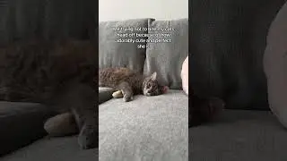 THE CUTENESS AGGRESSION 🥹❤️ #comedy #relatable #funny #cat #catvideo #comedyvideo
