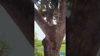 Cat Hides in Tree to Escape Dog | Funny Cat and Dog Chase | Cute Animal Short #cat #dog #shorts