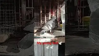#youtube my young bird🕊️🕊️🕊️