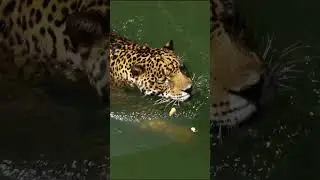 Close Encounters with Amazon Jungle Creatures#shorts #nature #animals