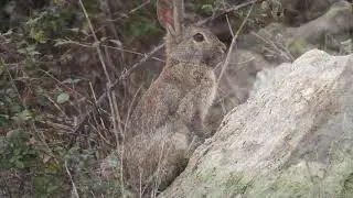 El conejo com&uacute;n o conejo europeo (Oryctolagus cuniculus) ,Nikon coopix P1000 zoom.-cotallo-nonocot