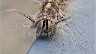Fluffy caterpillar going for a walk #littlecreatures #caterpillars #insectlifecycle #insectlovers